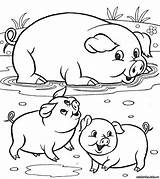 Farm Cerdos Animali Malen Ausmalen Fattoria Pigs Cerdito Huele Cerdo sketch template
