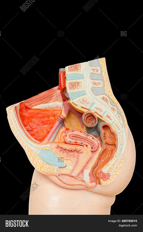 female anatomy lower abdomen diagram diagram media