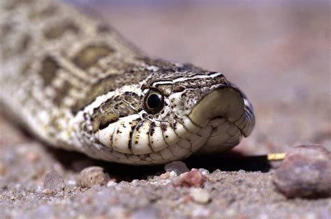 pin  lizards amphibians snakes terrapins adorable herps