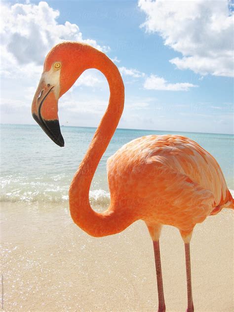 pink flamingo standing   tropical beach  stocksy contributor