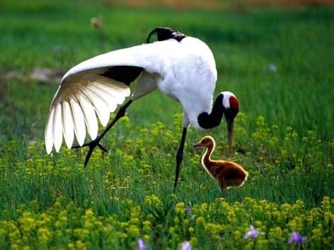red crowned crane