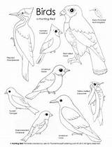 Coloring Nuthatch Printable Birds Bird Hunting Red Pages Designlooter 319px 3kb Choose Board Kids sketch template