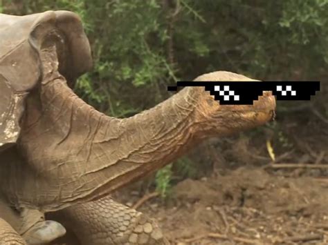 meet diego the sex crazed tortoise who saved his species