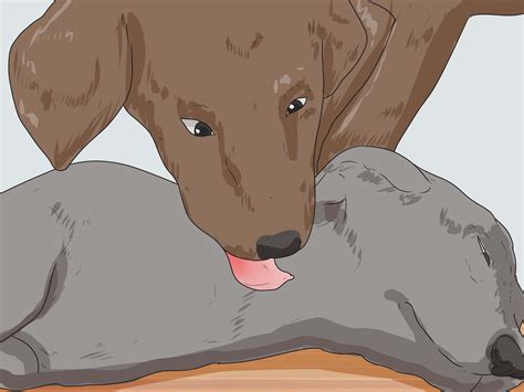 das geschlecht eines hundes bestimmen wikihow