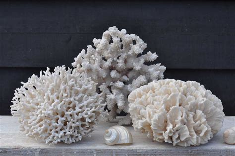 vintage marine brain coral specimen home barn vintage