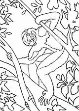 Kleurplaat Apen Kleurplaten Dieren Affen Monkeys Mewarnai Coloriages Malvorlagen Animierte Monyet Animasi Singes Malvorlage Animal Affe Bergerak Animaatjes Scimmie Kleurplaatjes sketch template