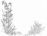 Bluebell Flowers Drawing Bluebells Coloring Domain Copyright Public sketch template