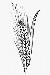 Wheat Grain Corn Barley Cereals Outlines Clipart Clipartkey sketch template
