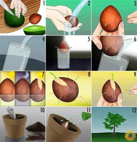 The Proper Way To Plant An Avocado Seed Growing An Avocado Tree