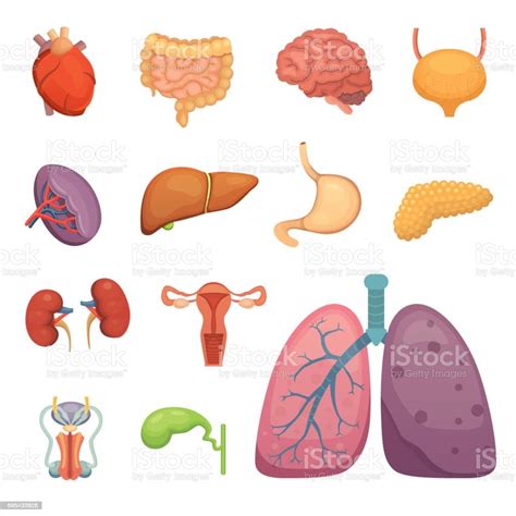 conjunto de órganos humanos de dibujos animados anatomía del cuerpo