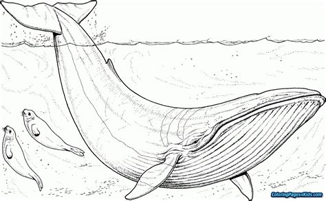 excellent picture  jonah   whale coloring pages