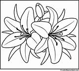 Lily Flower Coloring Flowers Color Stencils Drawings Designs Coloritbynumbers sketch template
