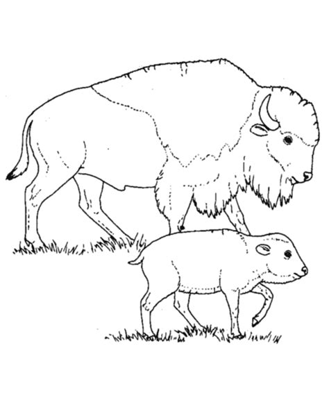 buffalo coloring pages  coloring pages  kids