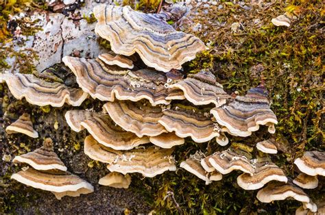 mushrooms growing   log high quality nature stock