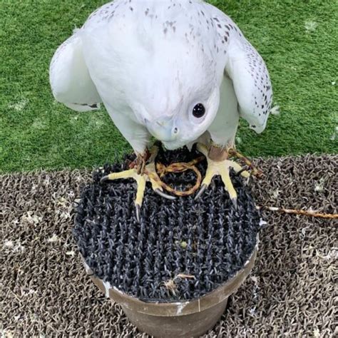 peregrine falcon diet archives  parrots fertile eggs