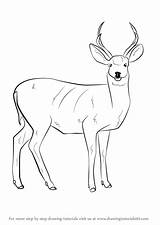 Deer Draw Mule Outline Drawing Easy Animals Step Wild Sketches Tutorials Tutorial Learn Getdrawings Paintingvalley sketch template