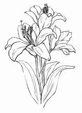 Lily Stargazer Pencil Drawings Coloring Flowers Pages Template sketch template