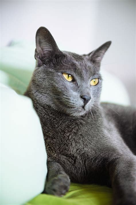 russian blue  cats russian blue cat personality russian blue