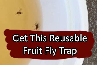 ways  instantly  rid  gnats fruit flies  home web news