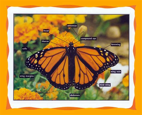 Identify Monarch Body Parts Monarch Butterfly Usa