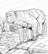 Monkey Coloring Pages Habitat Primate Gibbon Monkeys sketch template