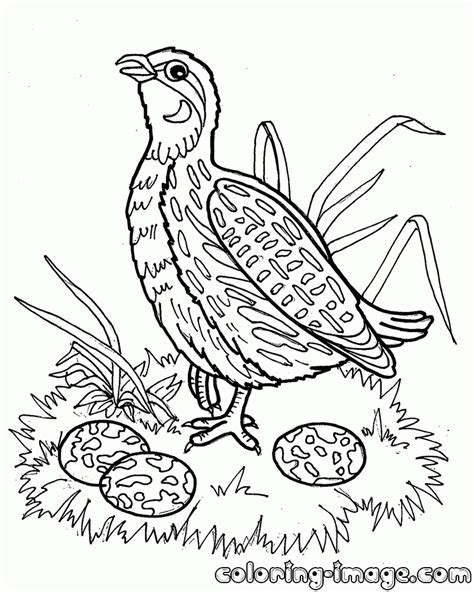 quail coloring pages coloring home