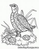 Coloring Quail Pages Egg Library Clipart Popular sketch template
