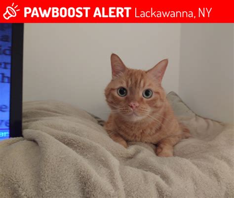 Lost Male Cat In Lackawanna Ny 14218 Named Butterscotch