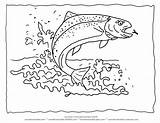 Trout Coloring Rainbow Fish Outline Pages Drawing Printable Color Water Animal Koi Line Kids Lake Clipart Getdrawings Goldfish Wildlife Forelle sketch template