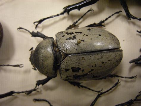 fileinsect safari beetle jpg wikipedia