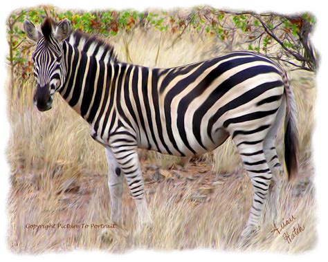 picture  portrait zebra