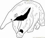 Anteater Mammals Aardvark Searching Ants sketch template