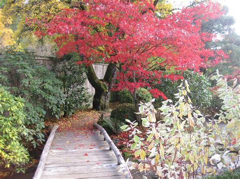 Best Time To Fertilize Japanese Maple Tree Cromalinsupport