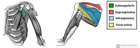 intrinsic muscles   shoulder teachmeanatomy