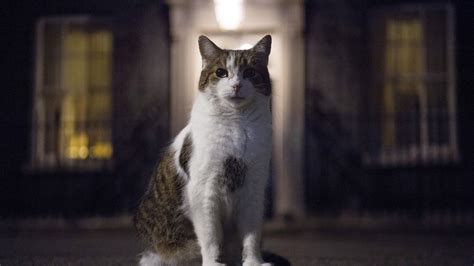 larry  cat celebrates  years  downing street