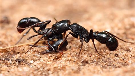 western  pest black ants