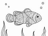 Pesce Pagliaccio Adulti Libro Vettore Disegno Degli Bella Gli Incolore Asilo Gioco Insieme sketch template