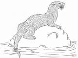 Otter Coloring Pages River Printable sketch template