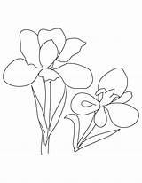 Iris Coloring Flower Two Pages Blue Library Clipart Comments Glauca Rosa sketch template