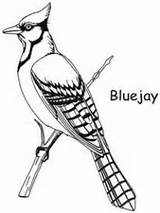 Coloring Bird Pages Jay Blue Birds Drawing Color Kids sketch template