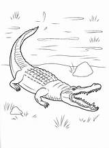 Krokodil Malvorlage Crocodile Cocodrilo Colorear Malvorlagen Onshore Tierra Colorkid Ausmalen Salvajes Animali Selvatici Veio Llegado Selvagens Coloriages sketch template
