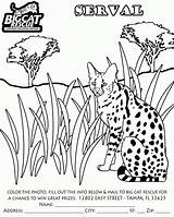 Coloring Caracal sketch template