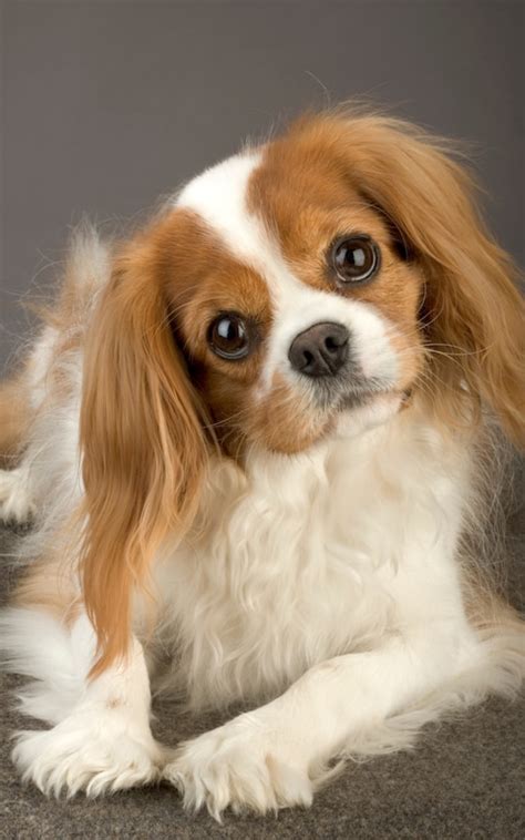 tips  choosing    puppy  children