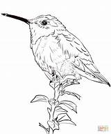 Hummingbird Coloring Pages Allen Realistic Hummingbirds Drawing Coloringbay Categories sketch template