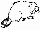Beaver Coloring Pages Coloringpages1001 sketch template