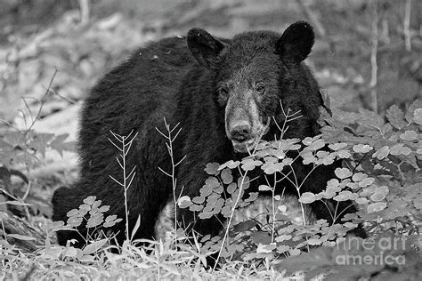 black bear  black  white photograph  rodney cammauf fine art