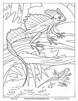Lizard Basilisk Coloring Pages Colouring Lizards Para Printable Print Adults Cartoon Reptiles Colorear Kids Frilled Two Adult Reptile Basilisco Animal sketch template