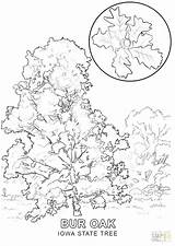 Tree Coloring Family Pages Printable Getcolorings Getdrawings Trunk Color Colorings sketch template