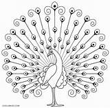 Peacock Coloring Pages Drawing Printable Kids Line Sheet Drawings Cool2bkids Indian Peacocks Birds Outline Simple Craft Pic Embroidery Sketch Painting sketch template