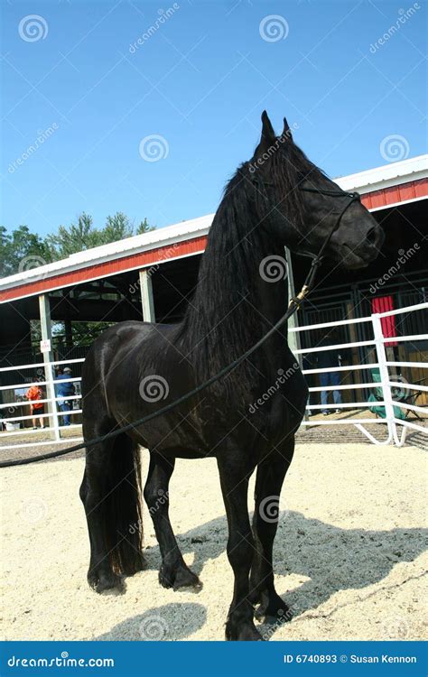friesian sport horse  stock image image  horse black